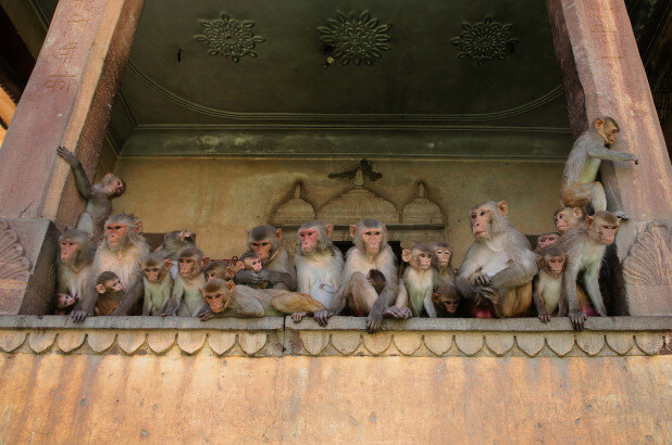 A Gang of Monkeys Stole COVID Blood Samples in India (No, really)