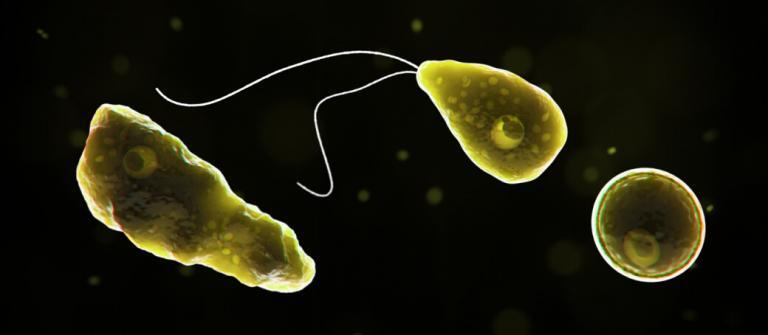 Rare Case of “Brain Eating Amoebas” Confirmed in Florida