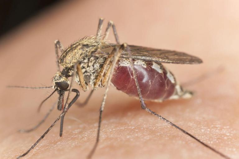 Two More Cases of West Nile Virus in Massachusetts